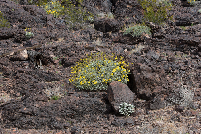 Brittlebush is a native perennial found mostly in Arizona, California with smaller populations in Nevada and Utah. It is well represented in Baja California. Encelia farinosa 